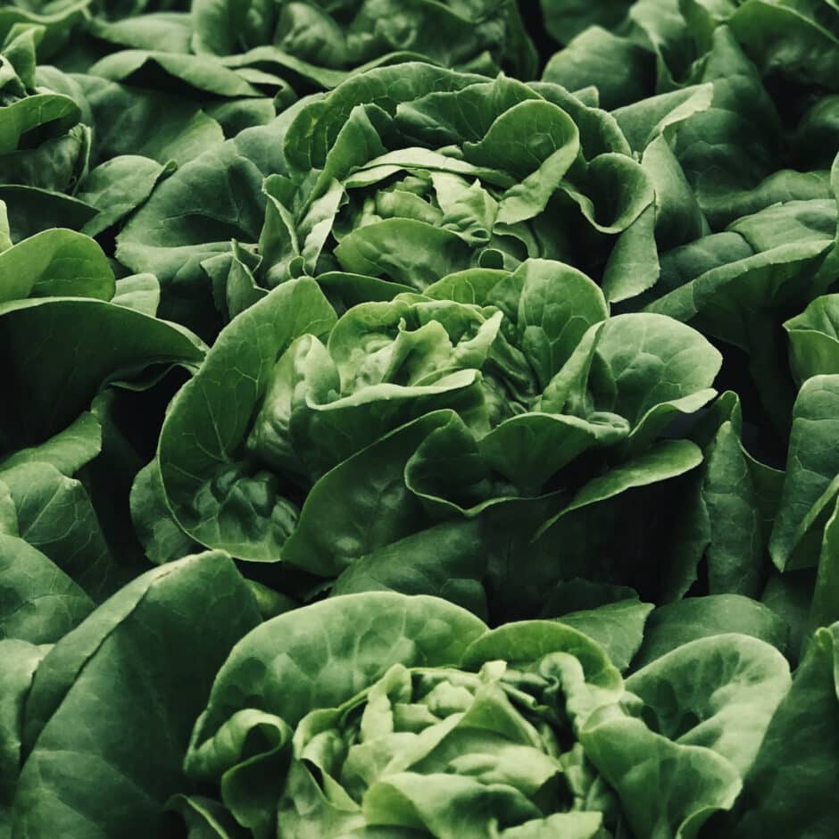 Close-up of lush, fresh green lettuce leaves, layered tightly together. The scene conveys a sense of abundance and healthy freshness.